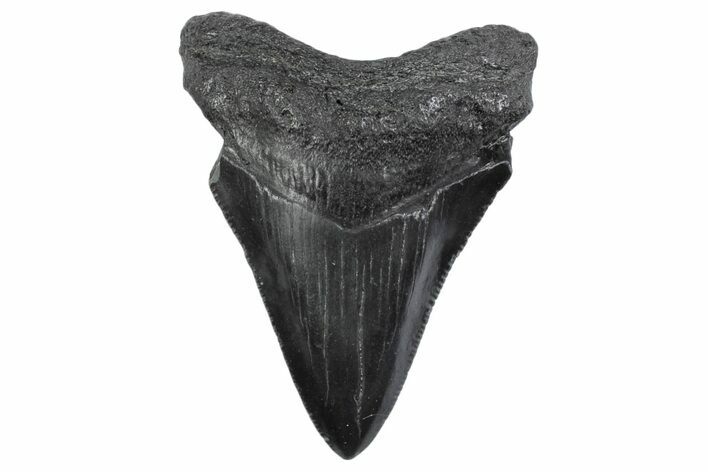 Serrated, Juvenile Megalodon Tooth - South Carolina #370297